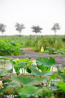 포토 JPG 주간 나무 식물 꽃 화초 호수 줄기 잎 자연 연꽃 풍경 사람없음 야외 아웃포커스 정원 연못 수중식물 연잎 꽃봉오리 국내포토 자연요소 촬영기법 생태계 파일형식