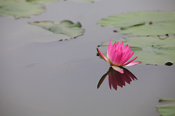 포토 JPG 주간 식물 꽃 화초 호수 분홍색 컬러 잎 한송이 자연 연꽃 물그림자 사람없음 야외 아웃포커스 정원 연못 수중식물 연잎 국내포토 자연요소 1 촬영기법 그림자 생태계 송이 파일형식