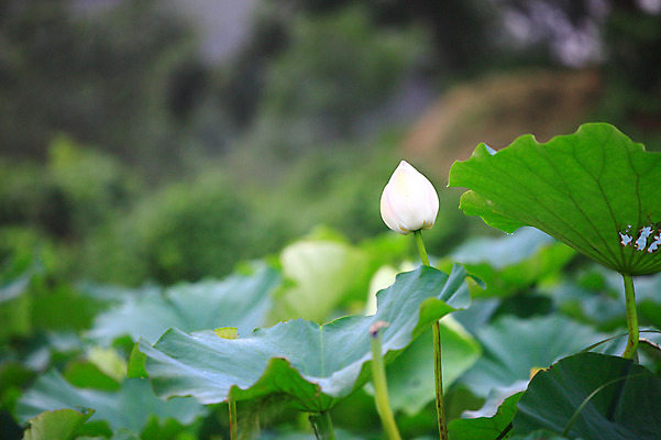 포토 JPG 주간 식물 꽃 화초 호수 줄기 컬러 잎 한송이 자연 연꽃 사람없음 야외 아웃포커스 정원 흰색 연못 수중식물 연잎 꽃봉오리 국내포토 자연요소 1 촬영기법 생태계 송이 파일형식