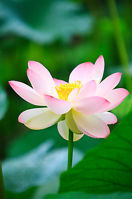 포토 JPG 주간 식물 꽃 화초 호수 줄기 분홍색 컬러 잎 한송이 자연 연꽃 근접촬영 사람없음 야외 아웃포커스 정원 연못 수중식물 연잎 국내포토 자연요소 1 뷰포인트 촬영기법 생태계 송이 파일형식