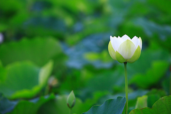 포토 JPG 주간 식물 꽃 화초 호수 줄기 컬러 잎 한송이 자연 연꽃 사람없음 야외 아웃포커스 정원 흰색 연못 수중식물 연잎 국내포토 자연요소 1 촬영기법 생태계 송이 파일형식