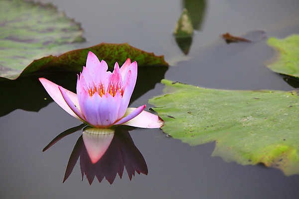 포토 JPG 주간 식물 꽃 화초 호수 분홍색 컬러 잎 한송이 자연 연꽃 물그림자 사람없음 야외 아웃포커스 정원 연못 수중식물 연잎 국내포토 자연요소 1 촬영기법 그림자 생태계 송이 파일형식