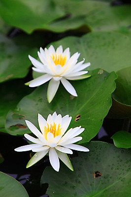 포토 JPG 주간 식물 꽃 화초 호수 컬러 잎 자연 연꽃 사람없음 야외 아웃포커스 정원 흰색 연못 수중식물 두송이 연잎 국내포토 자연요소 2 촬영기법 생태계 파일형식