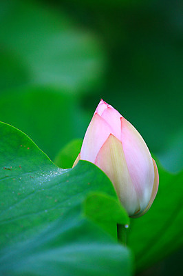 포토 JPG 주간 식물 꽃 화초 호수 분홍색 컬러 잎 한송이 자연 연꽃 근접촬영 사람없음 야외 아웃포커스 정원 연못 수중식물 연잎 꽃봉오리 국내포토 자연요소 1 뷰포인트 촬영기법 생태계 송이 파일형식