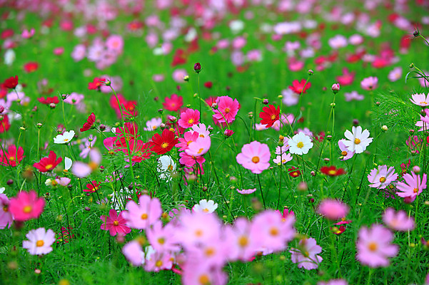 포토 JPG 주간 식물 계절 꽃 화초 여러송이 백그라운드 꽃밭 자연 풍경 초원 사람없음 야외 아웃포커스 컬러풀 가을풍경 가을 코스모스 국내포토 자연요소 컬러 다수 촬영기법 생태계 파일형식 가을_계절