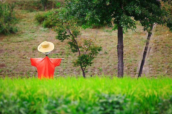포토 JPG 주간 나무 식물 공원 자연 한국 풍경 초원 사람없음 야외 아웃포커스 풀 허수아비 구리 한강시민공원 국내포토 자연요소 공공시설 아시아 농업 촬영기법 원소 한강 생태계 파일형식