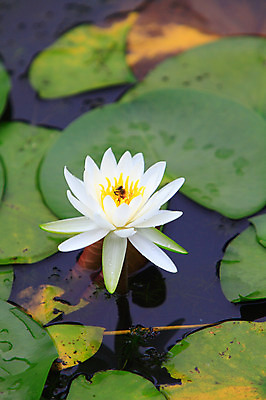 포토 JPG 주간 식물 꽃 화초 호수 컬러 잎 한송이 자연 연꽃 물그림자 사람없음 야외 아웃포커스 정원 흰색 연못 수중식물 연잎 국내포토 자연요소 1 촬영기법 그림자 생태계 송이 파일형식