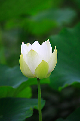 포토 JPG 주간 식물 꽃 화초 호수 줄기 컬러 잎 한송이 자연 연꽃 사람없음 야외 아웃포커스 정원 흰색 연못 수중식물 연잎 국내포토 자연요소 1 촬영기법 생태계 송이 파일형식