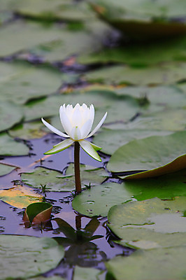 포토 JPG 주간 식물 꽃 화초 호수 줄기 컬러 잎 한송이 자연 연꽃 물그림자 사람없음 야외 아웃포커스 정원 흰색 연못 수중식물 연잎 국내포토 자연요소 1 촬영기법 그림자 생태계 송이 파일형식
