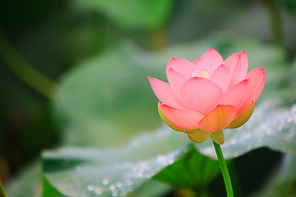 포토 JPG 주간 식물 꽃 화초 호수 줄기 분홍색 컬러 잎 한송이 자연 연꽃 사람없음 야외 아웃포커스 정원 연못 수중식물 연잎 국내포토 자연요소 1 촬영기법 생태계 송이 파일형식