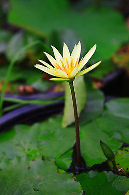 포토 JPG 주간 식물 꽃 화초 호수 줄기 컬러 잎 한송이 자연 연꽃 사람없음 야외 아웃포커스 노란색 정원 연못 수중식물 연잎 국내포토 자연요소 1 촬영기법 생태계 송이 파일형식