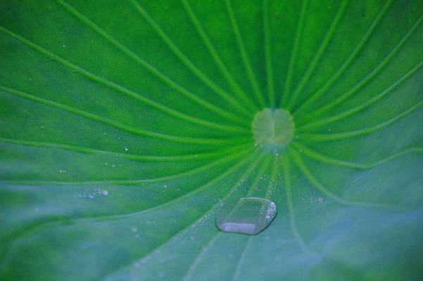 포토 JPG 주간 식물 컬러 백그라운드 잎 자연 근접촬영 사람없음 야외 아웃포커스 초록색 물 젖음 촉촉함 물방울 이슬 연잎 잎맥 국내포토 자연요소 뷰포인트 촬영기법 생태계 파일형식
