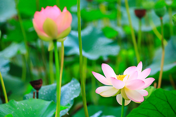 포토 JPG 주간 식물 꽃 화초 호수 줄기 분홍색 컬러 잎 자연 연꽃 사람없음 야외 아웃포커스 정원 연못 수중식물 두송이 연잎 국내포토 자연요소 2 촬영기법 생태계 파일형식