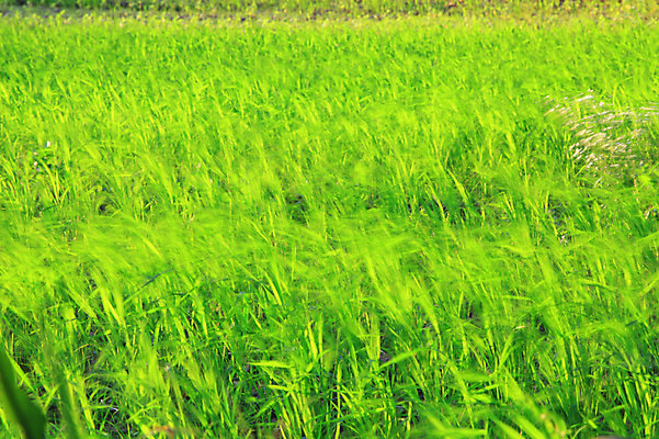 포토 JPG 주간 식물 컬러 백그라운드 자연 풍경 초원 사람없음 야외 초록색 풀 국내포토 자연요소 생태계 파일형식