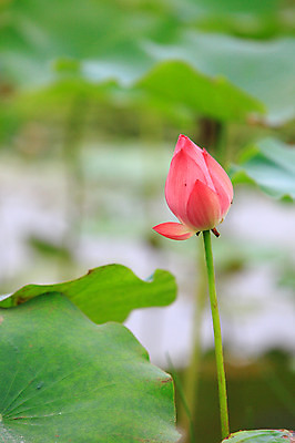 포토 JPG 주간 식물 꽃 화초 호수 줄기 분홍색 컬러 잎 한송이 자연 연꽃 사람없음 야외 아웃포커스 정원 연못 수중식물 연잎 꽃봉오리 국내포토 자연요소 1 촬영기법 생태계 송이 파일형식