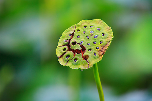 포토 JPG 주간 식물 꽃 화초 줄기 자연 연꽃 씨앗 사람없음 야외 아웃포커스 발아 국내포토 자연요소 촬영기법 생태계 파일형식