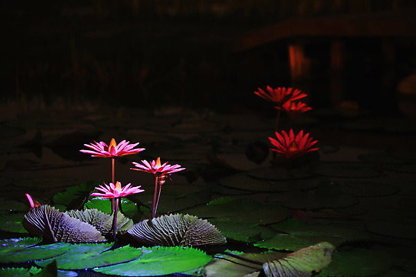 포토 JPG 식물 꽃 화초 호수 분홍색 컬러 여러송이 잎 자연 연꽃 사람없음 야외 아웃포커스 정원 어둠 연못 수중식물 야간 저녁 연잎 국내포토 자연요소 다수 촬영기법 생태계 파일형식