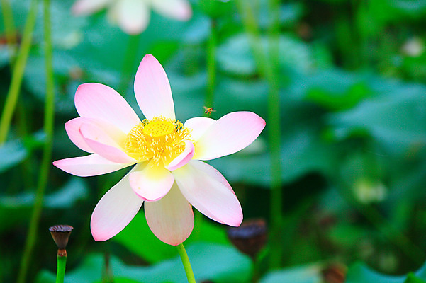 포토 JPG 주간 식물 동물 꽃 화초 호수 줄기 분홍색 컬러 곤충 잎 한송이 자연 연꽃 사람없음 야외 아웃포커스 정원 연못 수중식물 벌레 벌 연잎 국내포토 자연요소 1 촬영기법 생태계 송이 파일형식