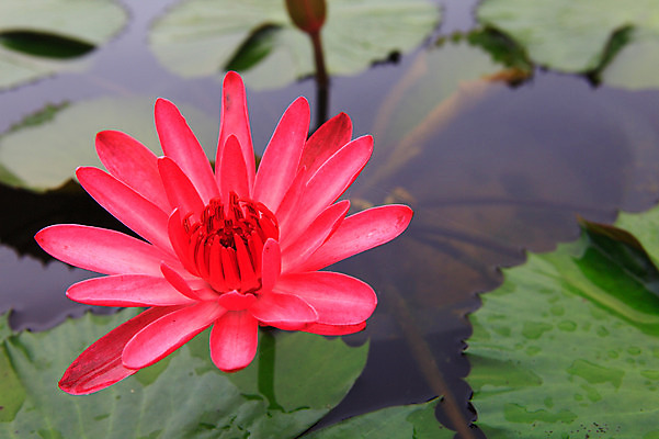 포토 JPG 주간 식물 꽃 화초 호수 컬러 잎 한송이 자연 연꽃 사람없음 야외 아웃포커스 빨간색 정원 연못 수중식물 연잎 국내포토 자연요소 1 촬영기법 생태계 송이 파일형식