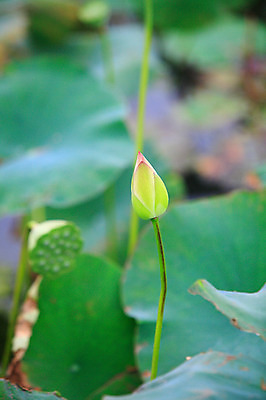 포토 JPG 주간 식물 꽃 화초 호수 줄기 잎 한송이 자연 연꽃 씨앗 사람없음 야외 아웃포커스 정원 연못 수중식물 연잎 꽃봉오리 국내포토 자연요소 1 촬영기법 생태계 송이 파일형식