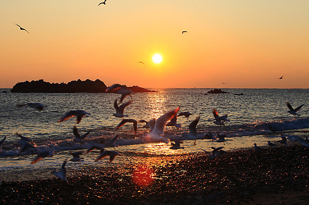 포토 JPG 동물 실루엣 물결 파도 바다 여러마리 자연현상 자연 갈매기 조류 하늘 한국 풍경 해변 사람없음 야외 햇빛 태양 일출 노을 일몰 돌_바위 바위 비행 경주 무덤 묘 경상북도 경상도 새떼 문무대왕릉 사적 수중릉 왕릉 국내포토 자연요소 아시아 다수 촬영기법 생태계 파일형식