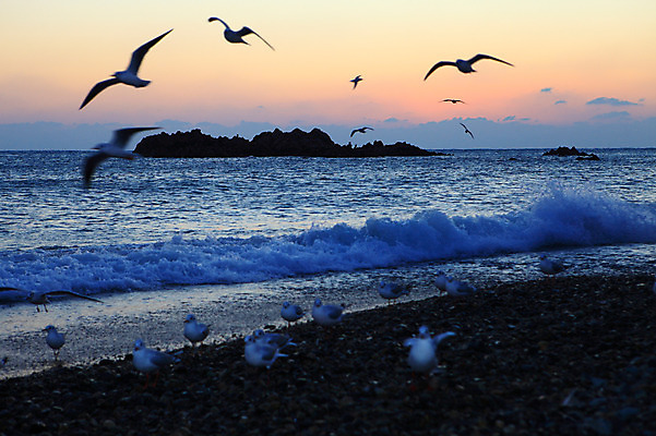 포토 JPG 동물 구름 실루엣 물결 파도 바다 여러마리 자연현상 자연 갈매기 조류 하늘 한국 풍경 해변 사람없음 야외 일출 노을 일몰 돌_바위 바위 비행 경주 무덤 묘 경상북도 경상도 새떼 문무대왕릉 사적 수중릉 왕릉 국내포토 자연요소 아시아 다수 촬영기법 생태계 파일형식