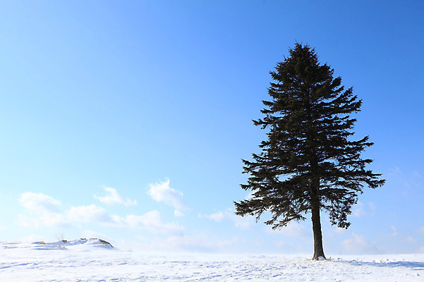 포토 JPG 주간 나무 식물 구름 계절 설경 겨울 자연 하늘 한그루 풍경 사람없음 야외 설원 맑음 눈 국내포토 자연요소 1 날씨 눈_날씨 생태계 파일형식