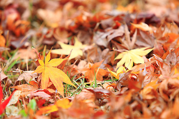 포토 JPG 주간 식물 계절 백그라운드 단풍 낙엽 잎 자연 나뭇잎 풍경 사람없음 야외 아웃포커스 가을풍경 가을 풀 국내포토 자연요소 촬영기법 생태계 파일형식 가을_계절