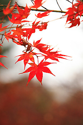 포토 JPG 주간 식물 계절 컬러 백그라운드 단풍 잎 자연 단풍나무 나뭇잎 풍경 사람없음 야외 아웃포커스 가을풍경 주황색 가을 나뭇가지 국내포토 자연요소 나무 촬영기법 생태계 파일형식 가을_계절