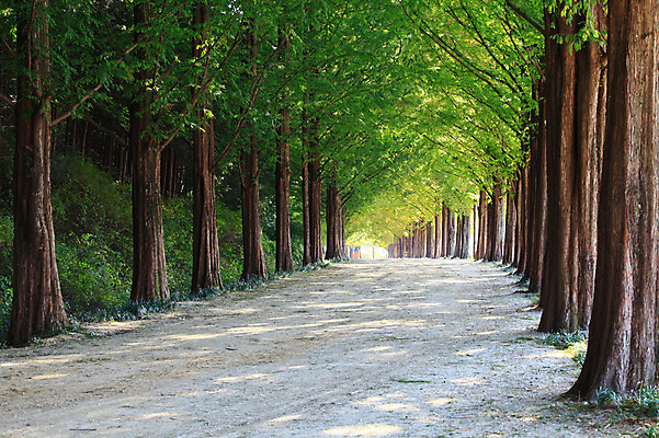 포토 JPG 주간 나무 식물 도로 길 자연 한국 풍경 사람없음 야외 산책로 원근감 숲속 숲 그늘 전라도 전라남도 가로수 숲길 담양 메타세콰이어 메타세콰이어길 휴양림 국내포토 자연요소 아시아 뷰포인트 교통시설 생태계 파일형식