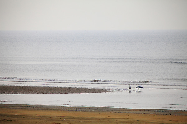 포토 JPG 주간 동물 물결 파도 바다 자연 갈매기 조류 한국 풍경 해변 사람없음 야외 모래사장 충청남도 충청도 태안 몽산포 서해 서해안 국내포토 자연요소 아시아 생태계 파일형식