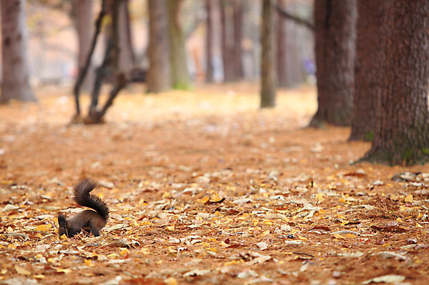 포토 JPG 주간 나무 식물 동물 한마리 계절 야생동물 백그라운드 낙엽 잎 포유류 자연 나뭇잎 풍경 사람없음 야외 아웃포커스 가을풍경 가을 숲속 숲 다람쥐 청설모 국내포토 자연요소 1 촬영기법 설치류 생태계 파일형식 가을_계절