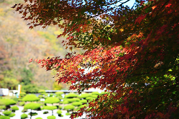 포토 JPG 주간 나무 식물 계절 단풍 잎 자연 단풍나무 나뭇잎 풍경 사람없음 야외 아웃포커스 가을풍경 가을 나뭇가지 국내포토 자연요소 촬영기법 생태계 파일형식 가을_계절
