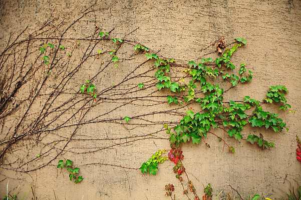 포토 JPG 주간 식물 벽 백그라운드 잎 나뭇잎 벽면 사람없음 야외 담장 담쟁이덩굴 덩굴 시멘트벽 국내포토 자연요소 파일형식