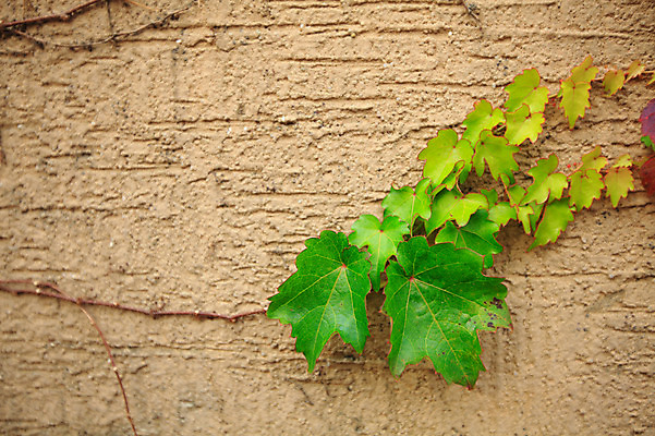 포토 JPG 주간 식물 벽 백그라운드 잎 나뭇잎 벽면 사람없음 야외 담장 담쟁이덩굴 덩굴 시멘트벽 국내포토 자연요소 파일형식