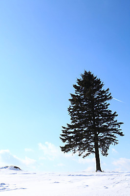 포토 JPG 주간 나무 식물 구름 계절 설경 겨울 자연 하늘 한그루 풍경 사람없음 야외 설원 맑음 눈 국내포토 자연요소 1 날씨 눈_날씨 생태계 파일형식