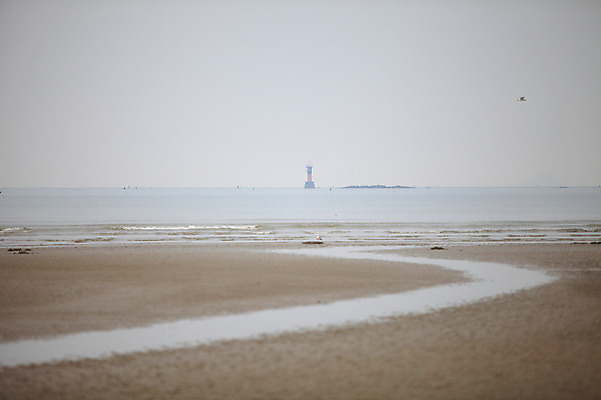 포토 JPG 주간 동물 바다 섬 자연 갈매기 조류 한국 등대 풍경 해변 사람없음 야외 모래사장 충청남도 충청도 태안 몽산포 서해 서해안 국내포토 자연요소 아시아 생태계 파일형식