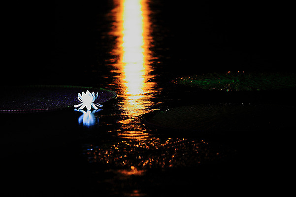 포토 JPG 식물 꽃 화초 호수 컬러 잎 한송이 자연 연꽃 물그림자 사람없음 야외 햇빛 반사 어둠 흰색 연못 수중식물 야간 저녁 연잎 국내포토 자연요소 1 그림자 태양 생태계 송이 파일형식