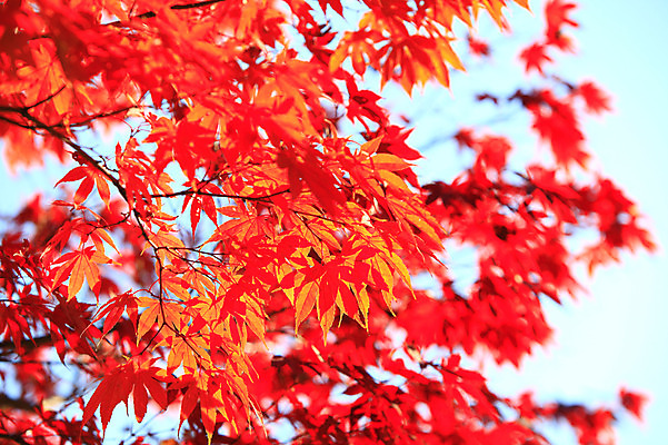 포토 JPG 주간 식물 계절 컬러 백그라운드 단풍 잎 자연 단풍나무 나뭇잎 풍경 사람없음 야외 아웃포커스 가을풍경 주황색 가을 나뭇가지 국내포토 자연요소 나무 촬영기법 생태계 파일형식 가을_계절