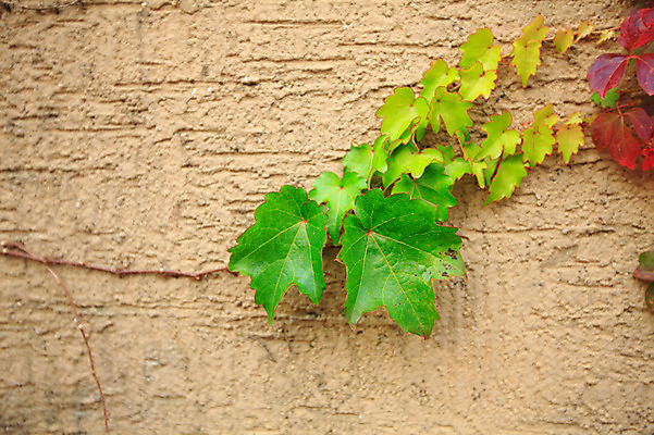 포토 JPG 주간 식물 벽 백그라운드 잎 나뭇잎 벽면 사람없음 야외 담장 담쟁이덩굴 덩굴 시멘트벽 국내포토 자연요소 파일형식