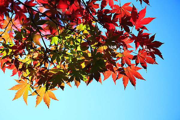 포토 JPG 주간 식물 계절 백그라운드 단풍 잎 자연 하늘 단풍나무 나뭇잎 풍경 사람없음 야외 아웃포커스 가을풍경 가을 나뭇가지 국내포토 자연요소 나무 촬영기법 생태계 파일형식 가을_계절