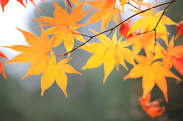 포토 JPG 주간 식물 계절 백그라운드 단풍 잎 자연 단풍나무 나뭇잎 풍경 사람없음 야외 아웃포커스 가을풍경 가을 나뭇가지 국내포토 자연요소 나무 촬영기법 생태계 파일형식 가을_계절