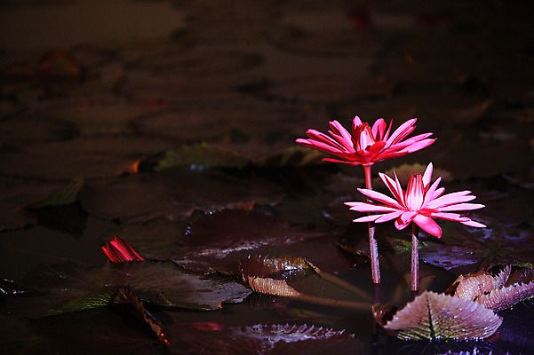 포토 JPG 식물 꽃 화초 호수 분홍색 컬러 잎 자연 연꽃 사람없음 야외 아웃포커스 연못 수중식물 두송이 연잎 국내포토 2 촬영기법 생태계 파일형식