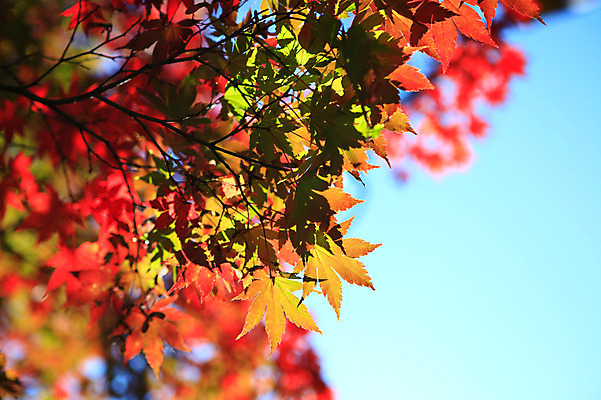 포토 JPG 주간 식물 계절 백그라운드 단풍 잎 자연 하늘 단풍나무 나뭇잎 풍경 사람없음 야외 아웃포커스 가을풍경 가을 나뭇가지 국내포토 자연요소 나무 촬영기법 생태계 파일형식 가을_계절