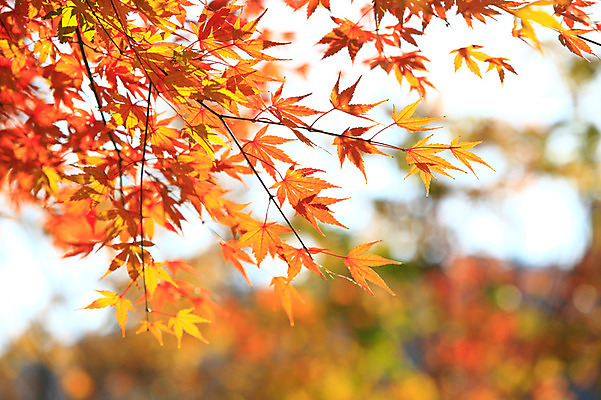 포토 JPG 주간 식물 계절 백그라운드 단풍 잎 자연 단풍나무 나뭇잎 풍경 사람없음 야외 아웃포커스 가을풍경 가을 나뭇가지 국내포토 자연요소 나무 촬영기법 생태계 파일형식 가을_계절