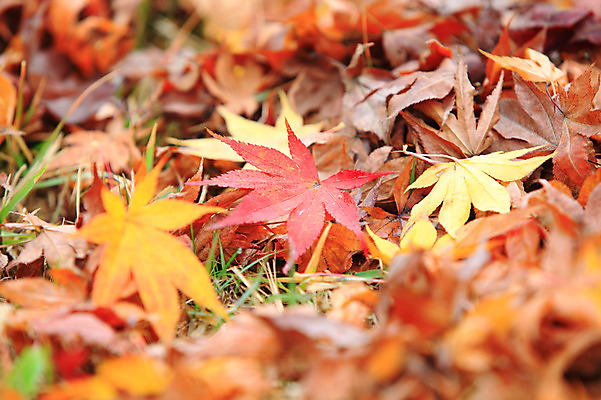 포토 JPG 주간 식물 계절 백그라운드 단풍 낙엽 잎 자연 나뭇잎 풍경 사람없음 야외 아웃포커스 가을풍경 가을 풀 국내포토 자연요소 촬영기법 생태계 파일형식 가을_계절