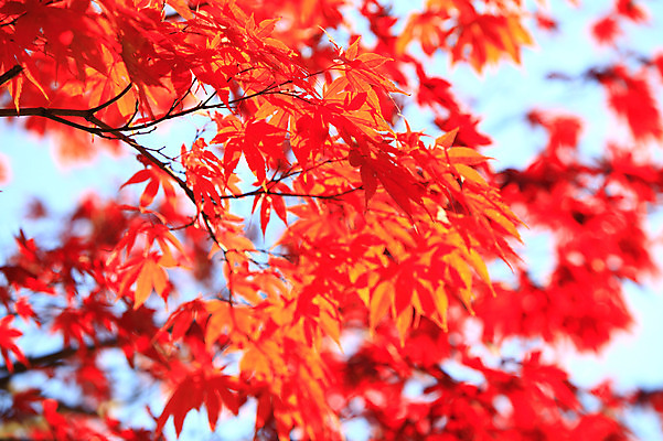 포토 JPG 주간 식물 계절 컬러 백그라운드 단풍 잎 자연 단풍나무 나뭇잎 풍경 사람없음 야외 아웃포커스 가을풍경 주황색 가을 나뭇가지 국내포토 자연요소 나무 촬영기법 생태계 파일형식 가을_계절