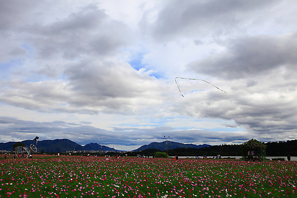포토 JPG 주간 식물 구름 공원 꽃 화초 꽃밭 자연 하늘 산 한국 풍경 초원 사람없음 야외 강 코스모스 원두막 경기도 구리 한강시민공원 국내포토 자연요소 공공시설 아시아 원소 한강 생태계 파일형식