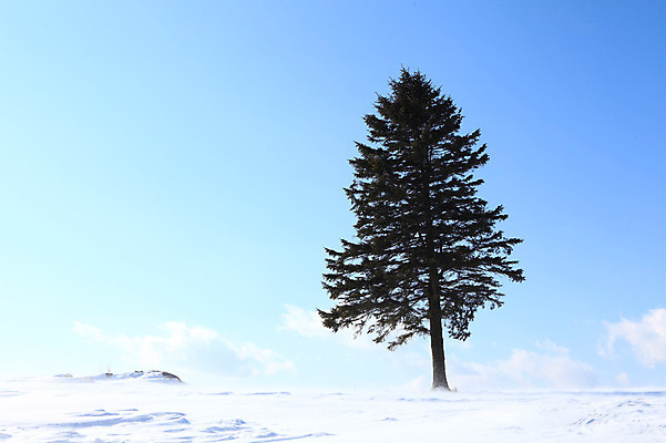 포토 JPG 주간 나무 식물 구름 계절 설경 겨울 자연 하늘 한그루 풍경 사람없음 야외 설원 맑음 눈 국내포토 자연요소 1 날씨 눈_날씨 생태계 파일형식