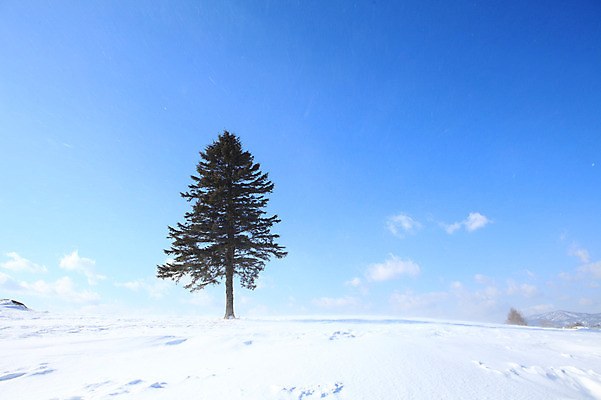 포토 JPG 주간 나무 식물 구름 계절 설경 겨울 자연 하늘 한그루 풍경 사람없음 야외 설원 맑음 눈 국내포토 자연요소 1 날씨 눈_날씨 생태계 파일형식